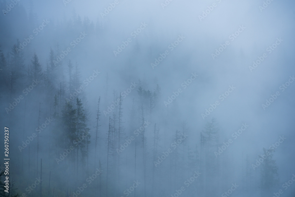 mist rising from valleys in forest in slovakia Tatra mountains mist rising from valleys in forest in slovakia Tatra mountains