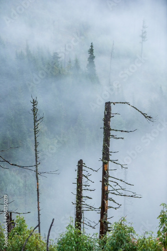 Fotografie mist rising from valleys in forest in slovakia Tatra mountains