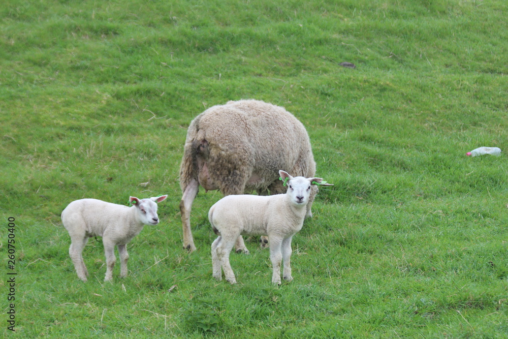 Cute lambs on the grass at meadows in springtime season in the Netherlands Cute lambs on the grass at meadows in springtime season in the Netherlands
