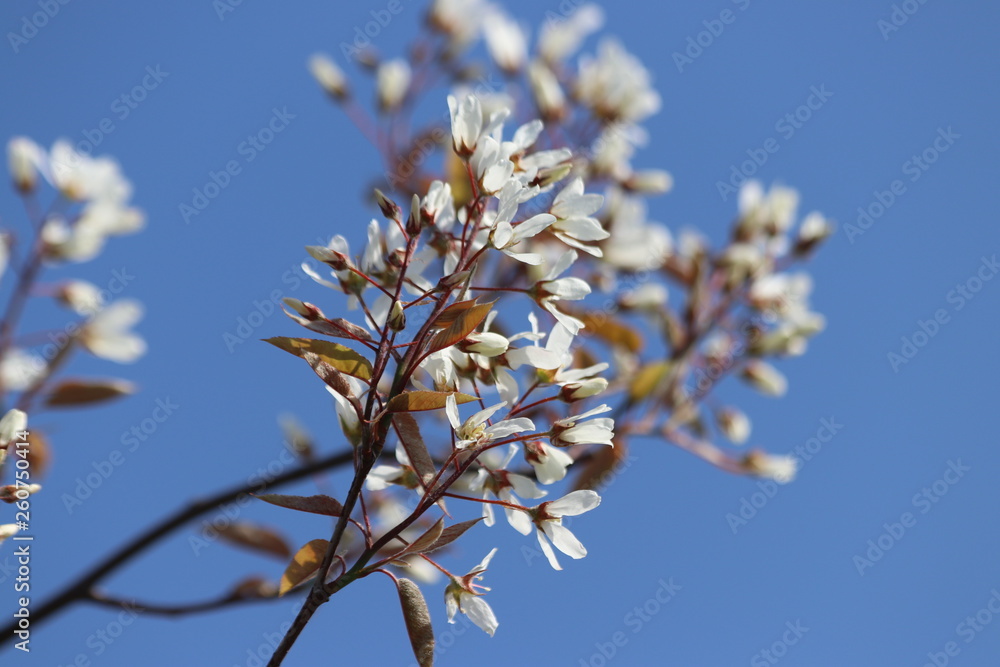 White and pink blossom flowers at the prunus tree in the sun in Nieuwerkerk aan den IJssel White and pink blossom flowers at the prunus tree in the sun in Nieuwerkerk aan den IJssel
