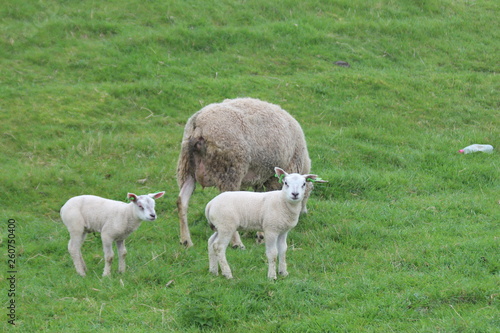 Cute lambs on the grass at meadows in springtime season in the Netherlands