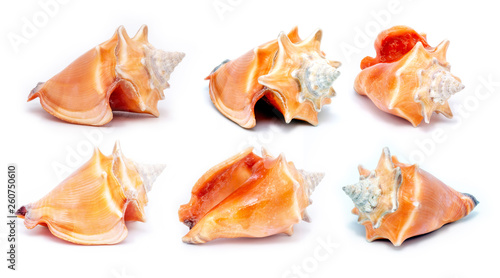 collection of various sea shells with white background