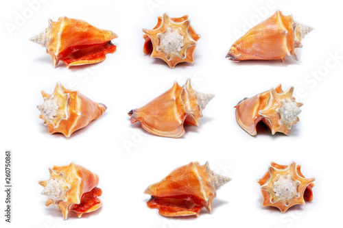 many sea shells in macro photography, photo of shells in high resolution, isolated.