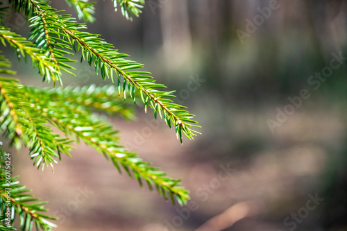 young spruce tree in spring day on blur background