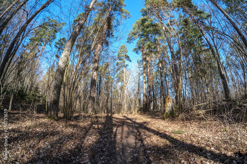 fisheye lens distorted view of forest in sunny spring day