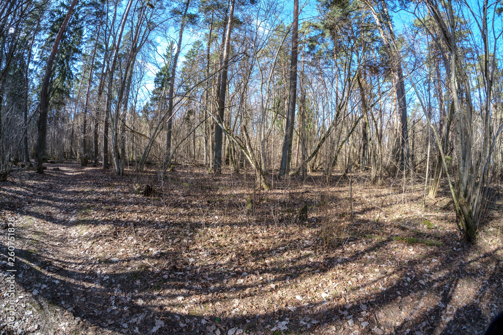 Obraz premium fisheye lens distorted view of forest in sunny spring day
