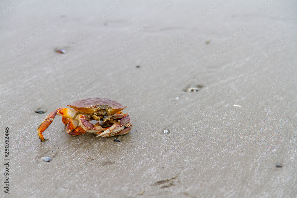 Close up of crab on sandy beach Close up of crab on sandy beach