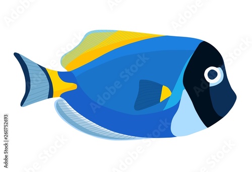 Powder blue tang fish. Acanthurus surgeon fish icon