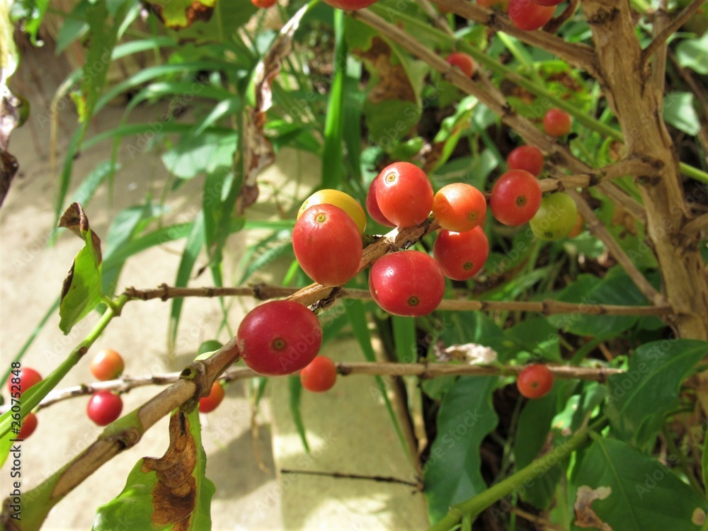 O fruto do café. O fruto do café.