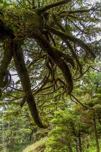 Old tree stretches upward