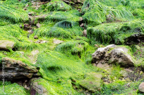 texture of seaweed on stones