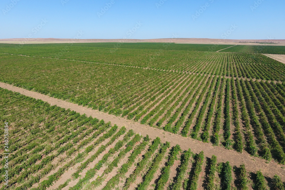 Grape orchards bird's-eye view. Vine rows. Top view of the garden Grape orchards bird's-eye view. Vine rows. Top view of the garden
