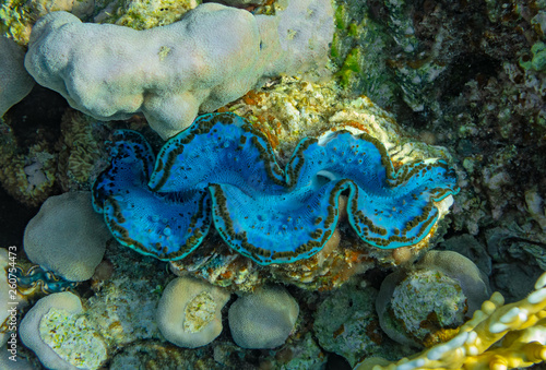 coral reef with giant clam - Tridacna gigas on the bottom of tropical sea 