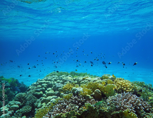 Fototapeta Naklejka Na Ścianę i Meble -  Underwater world with coral and tropical fish, coral reef life, colorful corals, landscape 