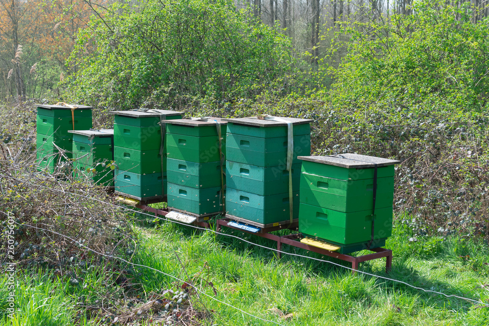 Six green beehives with busy bees that fly in and out Six green beehives with busy bees that fly in and out
