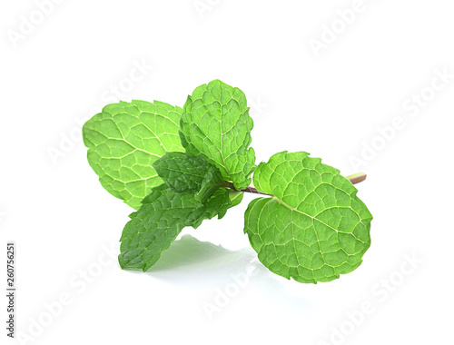 Mint leaf green plants isolated on white background