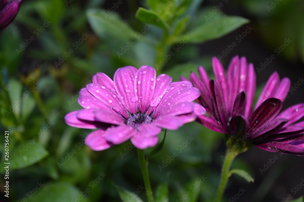 flower bloom spring bud petal garden green background macro flower bloom spring bud petal garden green background macro