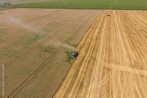 Harvesting wheat harvester