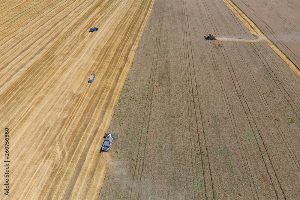 Fototapeta premium Harvesting wheat harvester