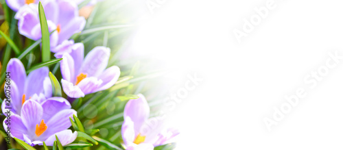 Springtime or Easter mockup for advertisement banner - fresh violet crocuses on a white background with copy space.