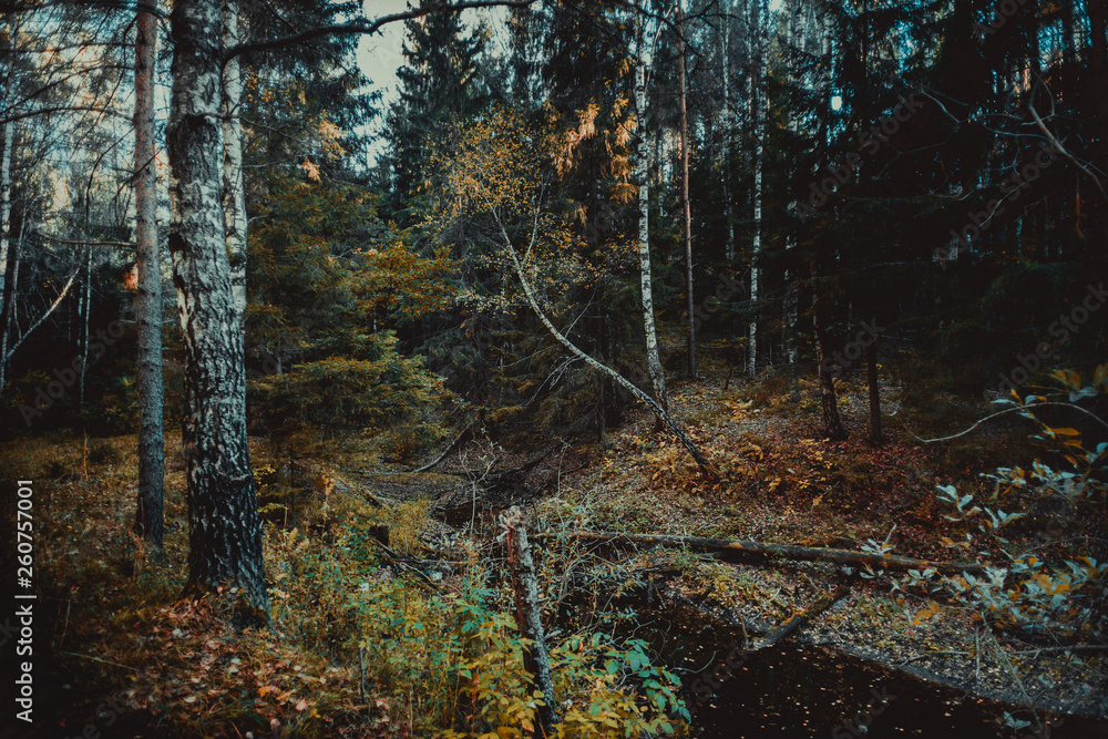 Fototapeta premium Small river in autumn forest