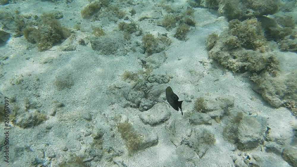 Poisson exotiques fond marin Guadeloupe France