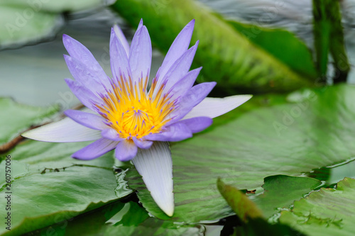 Victoria Regia flower - Nymphaeaceae   Nymphaea  Director GT Moore  flower is a family of flowering plants  commonly called water lilies. Close-up. Copy space. Background with green leaves.