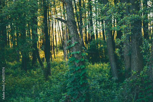 The wild Russian forest