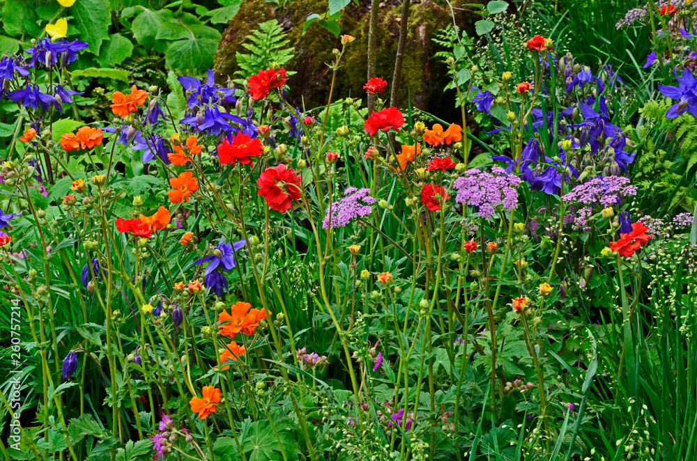 Colourful mixed planted flower border, meadow including Dahlias, Clematis and Ferns