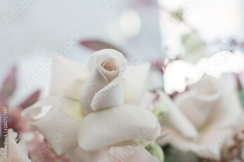 Closeup fresh white roses flower with blurred background