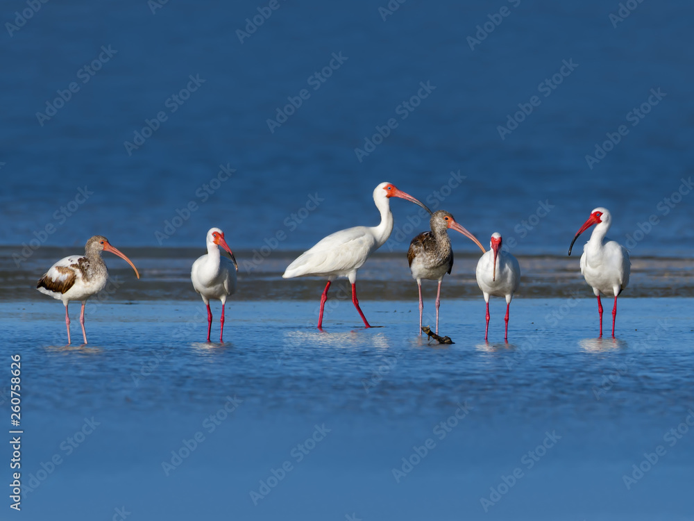 American White Ibises Foraging and Resting on the Pond