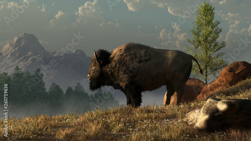 Fotografia An American Bison, often called a buffalo, stands in profile on a grassy hillside in the wilderness of the North American West