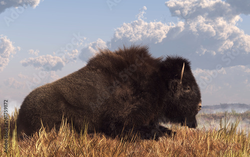 A buffalo rests in the long grass of the prairie in the American West. This bison lays down without a care in world.