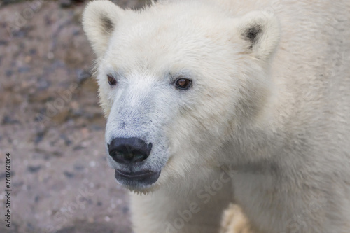  muzzle of a wild animal polar bear © Vadim Hnidash