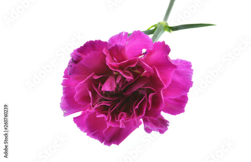 bouquet of pink carnation isolated on white background