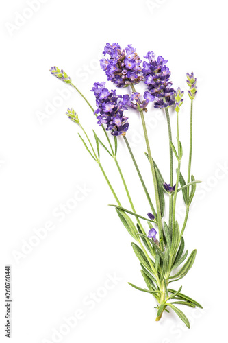 Fototapeta Naklejka Na Ścianę i Meble -  Lavender herb flowers isolated white background