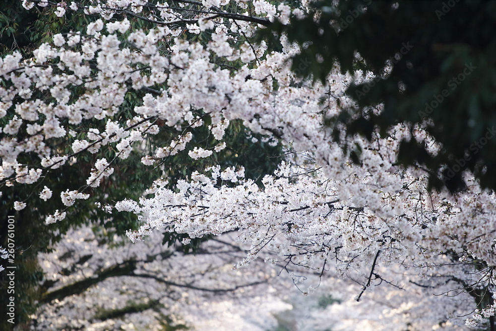 桜 桜