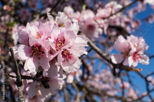 Pink almond tree flowers