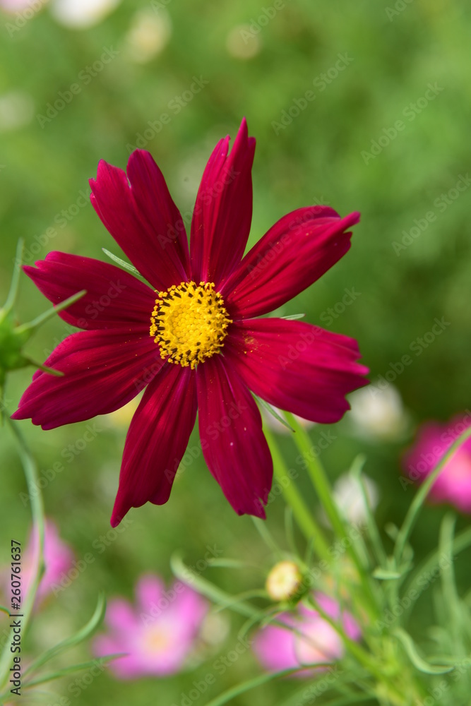 Obraz premium Beautiful Chrysanthemum Plants