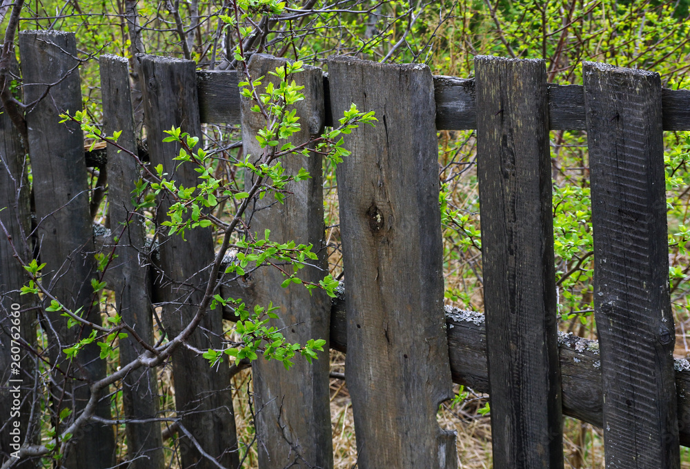 spring background young leaves on a background of old fence spring background young leaves on a background of old fence