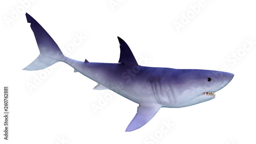 3D Rendering Shark on White © photosvac