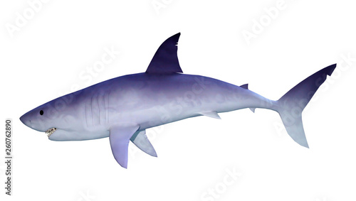 3D Rendering Shark on White