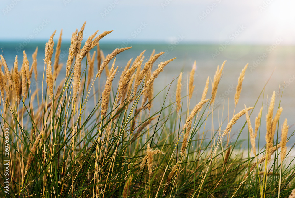 beach grass against sea and blue sky