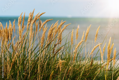 beach grass against sea and blue sky