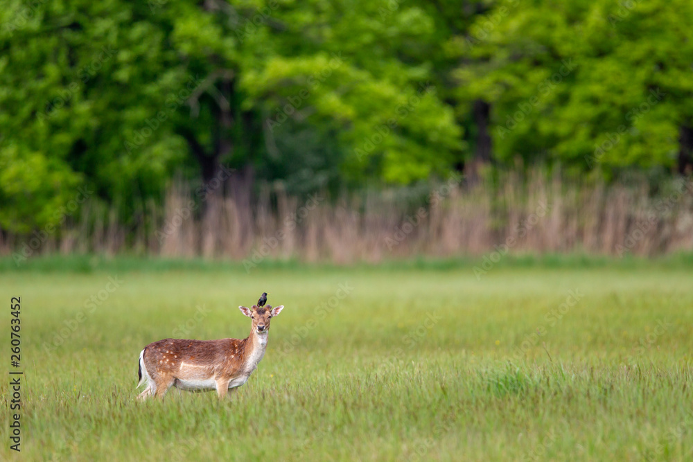 A Common starling (Sturnus vulgaris) sitting on a Fallow Deer (Dama dama) on a meadow in spring in the nature protection area Mönchbruch near Frankfurt, Germany. A Common starling (Sturnus vulgaris) sitting on a Fallow Deer (Dama dama) on a meadow in spring in the nature protection area Mönchbruch near Frankfurt, Germany.