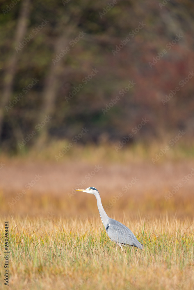 Grey Heron (Ardea cinerea) on a meadow in the nature protection area Moenchbruch near Frankfurt, Germany.