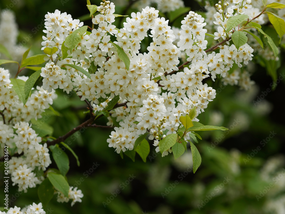 Prunus padus - Merisier ou cerisier à grappes. Inflorescence printanière Prunus padus - Merisier ou cerisier à grappes. Inflorescence printanière