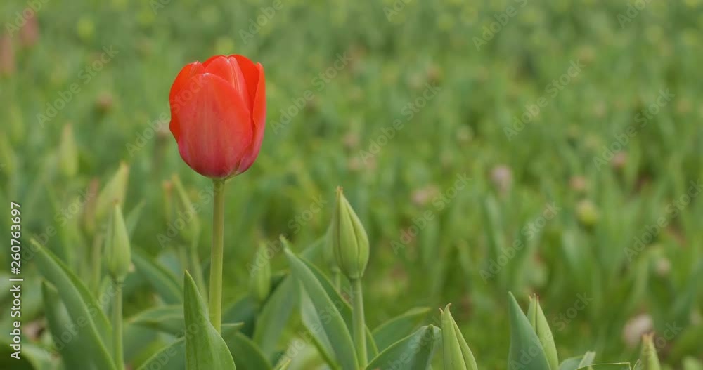 Beautiful Tulip Garden In The Springtime Beautiful Tulip Garden In The Springtime