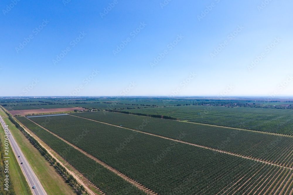 Rows of trees in the garden. Aerophotographing, top view.