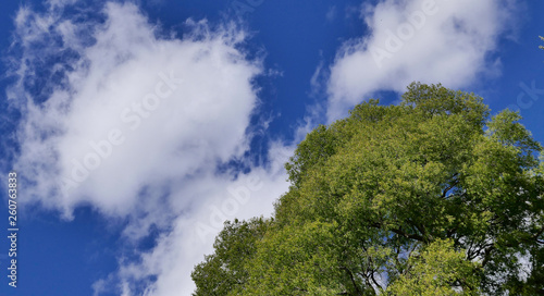 Arbol frondoso contra cielo azul y nubes 